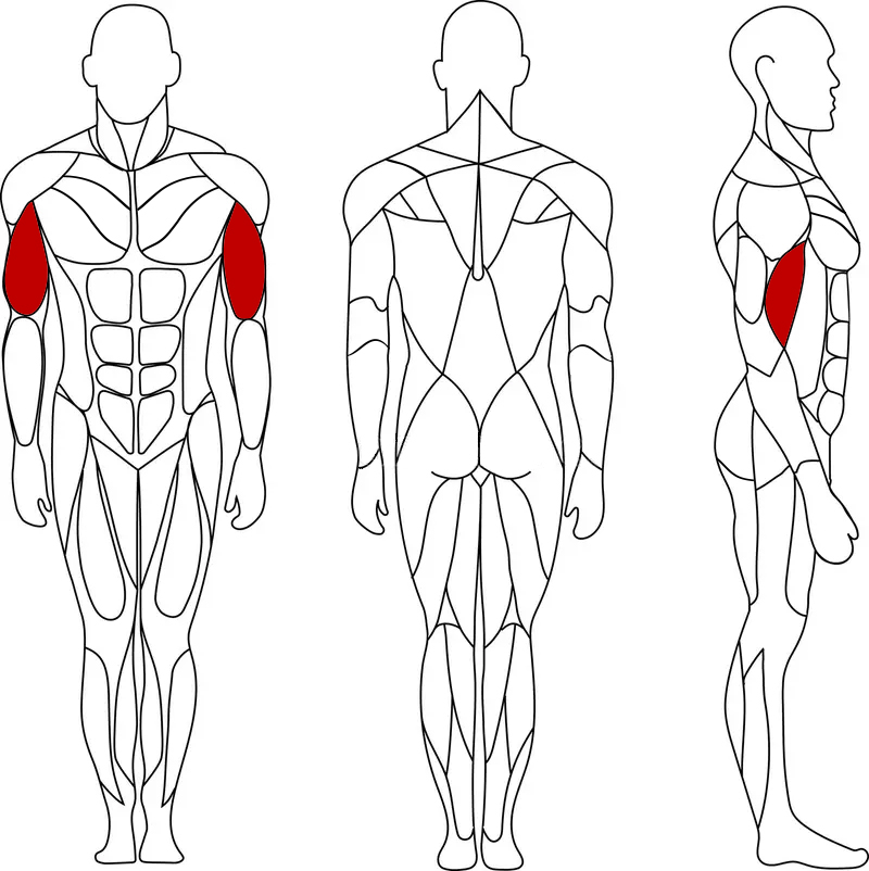 عضلات درگیر شده توسط جلوبازو
