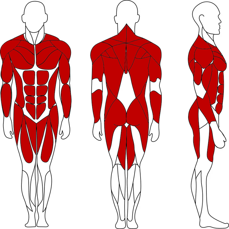 The Muscles Engaged by Cable Crossovers
